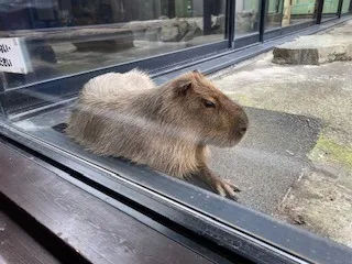 札幌市北区麻生・リンパマッサージ【リラクゼーションサロン　ここの】カピバラ